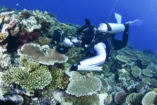 In this photo supplied by the Great Barrier Reef Marine Park Authority (GBRMPA), a diver swims past coral on the Great Barrier Reef in Australia, Oct. 18, 2016. More than 90% of Great Barrier Reef coral surveyed in 2022 was bleached in the fourth such mass event in seven years in the world’s largest coral reef ecosystem, Australian government scientists said in its an annual report released late Tuesday, May 10, 2022. (M. Curnock/GBRMPA via AP)