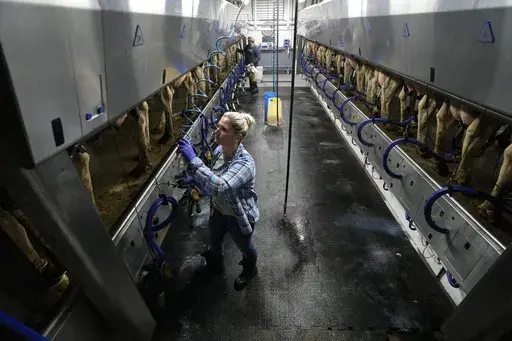 Dairy farmer Megan McAllister works in the milking parlor on her farm, Monday, July 24, 2023, in New Vienna, Iowa. More intense summer heat resulting from emissions-driven climate change means animal heat stress that can result in billions of dollars in lost revenue for farmers and ranchers if not properly managed. The McAllister family installed new fans above the beds where their cows lie. (AP Photo/Charlie Neibergall)