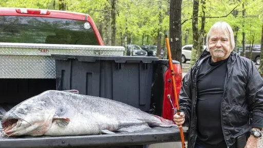 This April 11, 2022 photo provided by the Mississippi Department of Wildlife, Fisheries and Parks and taken in Jackson, Miss. shows  Eugene Cronley of Brandon and the record setting 131-pound (59.4-kilogram) blue catfish he caught, April 7 in the Mississippi River near Natchez. (Blythe Summers/Mississippi Department of Wildlife, Fisheries and Parks, via AP)