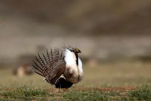 A male sage grouse struts in the early morning hours outside Baggs, Wyo., on April 22, 2015. A federal judge on Friday, June 2, 2023, yanked the U.S. government's approval for a phosphate mining project in southeastern Idaho. The decision comes five months after the judge ruled the U.S. Bureau of Land Management violated environmental laws when it approved the Caldwell Canyon Mine in 2019. Those include a failure to consider the indirect impact of processing ore at a nearby plant and the impact 