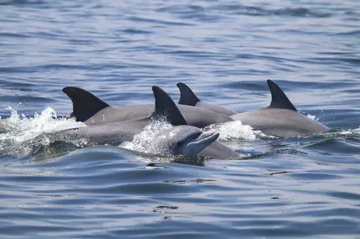 In this May 2019 photo provided by the Potomac-Chesapeake Dolphin Project, dolphins swim together in the Potomac River between Lewisetta and Smith Point, Va. Dolphins are extremely playful animals and often swim close together, sometimes even touching fins. "We call it holding hands," says Janet Mann, who directs the nonprofit Potomac-Chesapeake Dolphin Project. This photo was made under NOAA NMFS permit numbers 19403 and 23782. (Ann-Marie Jacoby/Potomac-Chesapeake Dolphin Project via AP)