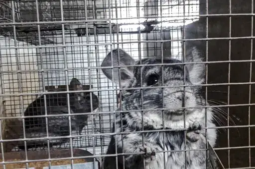 In this undated 2021 photo provided by Humane Society International/Europe, chinchillas inside cages where they are bred for fur at an undisclosed location in Romania. An animal welfare charity says an undercover investigation has uncovered cruel and allegedly illegal practices in Romania's chinchilla fur farms. Humane Society International has now appealed to Romania's prime minister to “stop this atrocious suffering in the name of fashion” and completely ban fur farming in the Eastern Euro