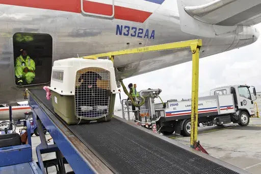 An American Airlines grounds crew unloads a dog from the cargo area of an arriving flight, Aug. 1, 2012, at John F. Kennedy International Airport in New York. American Airlines is relaxing part of its pet policy to let owners bring their companion and a full-size carry-on bag into the cabin. (AP Photo/Mary Altaffer, File)