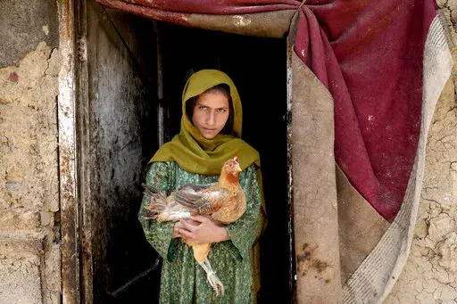 A girl holds a chicken in Kabul, Afghanistan, Thursday, April 28, 2022. A senior official with the International Committee of the Red Cross says that Afghans will struggle for their lives as the country braces for its second winter under Taliban rule and faces plummeting humanitarian conditions. (AP Photo/Ebrahim Noroozi, File)