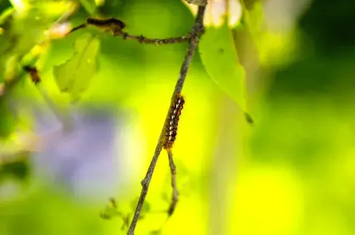 This 2017 photo by Holland Haverkamp shows a browntail moth caterpillar in Maine. The caterpillars can cause an itchy rash in humans, and a new study by University of Maine scientists states that their spread appears aided by climate change. (Holland Haverkamp/ University of Maine via AP)