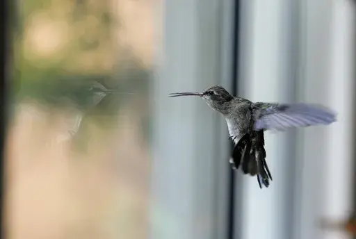 A hummingbird hovers inside the home of Catia Lattouf that she has turned into a makeshift clinic for the tiny birds, in Mexico City, Monday, Aug. 7, 2023. Most of the hummingbirds she cares for are housed in the bedroom where Lattouf sleeps. They stay there until they are strong enough to fly and feed themselves. Then she moves them to a neighboring room to prepare them to eventually be freed. (AP Photo/Fernando Llano)