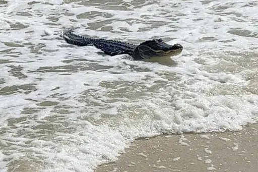 An alligator swims up to the beach on Dauphin Island, near Mobile, Ala., Sunday, May 7, 2023. (Matt Harvill via AP)