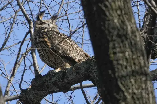 A Eurasian eagle-owl named Flaco sits in a tree in New York's Central Park, Feb. 6, 2023. Flaco, New York City’s widely-mourned celebrity owl, was suffering from a severe pigeon-borne illness and high levels of rat poison when he fatally crashed into a building last month, officials at the Bronx Zoo said on Monday, March 25, 2024. (AP Photo/Seth Wenig, File)