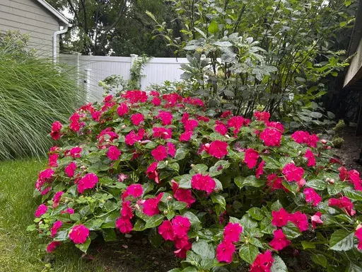 This Aug. 25, 2023, image provided by Jessica Damiano shows a thriving border of Beacon Pink Lipstick impatiens in Long Island, New York. Together with other annuals and tender perennials, the plants carry the late-summer garden as hardy perennials begin to fade. (Jessica Damiano via AP)