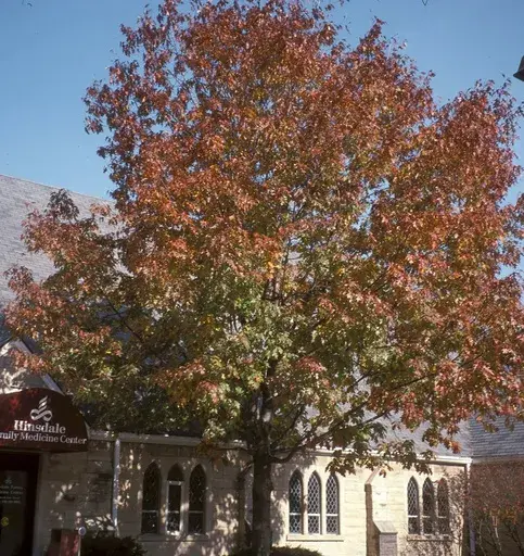 This April 9, 2007, image provided by Bugwood.org shows a Northern red oak in Hinsdale, Ill. (Richard Webb/Bugwood.org via AP)
