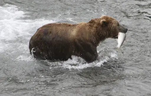 A brown bear walks to a sandbar to eat a salmon it had just caught at Brooks Falls in Katmai National Park and Preserve, Alaska on July 4, 2013. Alaska's most watched popularity contest, picking your favorite brown bear which has been fattened up for winter by noshing on salmon they just caught in the park, could become a victim if the federal government shuts down Oct. 1, 2023. (AP Photo/Mark Thiessen, File)