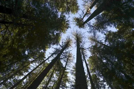 Sun shines through Douglas fir trees in the Willamette National Forest, Ore., Oct. 27, 2023. (AP Photo/Amanda Loman, File)