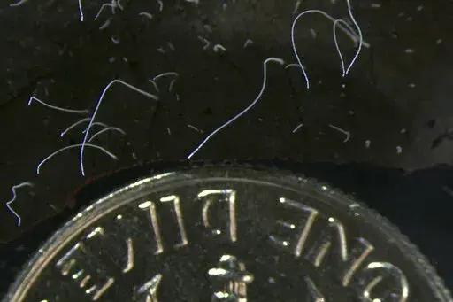 This microscope photo provided by the Lawrence Berkeley National Laboratory in June 2022 shows thin strands of Thiomargarita magnifica bacteria cells next to a U.S. dime coin. The species was discovered among the mangroves of Guadeloupe archipelago in the French Caribbean. A team of researchers at the Department of Energy (DOE) Joint Genome Institute (JGI), Lawrence Berkeley National Laboratory (Berkeley Lab), the Laboratory for Research in Complex Systems (LRC), and the Université des Antilles