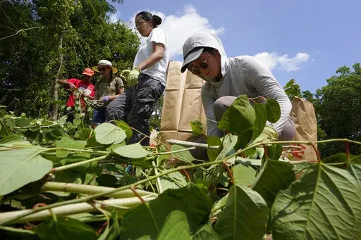 Fin Jonas, of Falmouth, Mass., a member of the Mashpee Wampanoag tribe, top center, and Jessica Tran, right, of St. Paul, Minn., work to remove invasive plant species at the Wampanoag Common Lands project, in Kingston, Mass., Tuesday, Aug. 2, 2022. The project by the Native Land Conservancy is among efforts by tribes and other Native groups nationwide to reclaim and repair lands altered by western civilization. (AP Photo/Steven Senne)