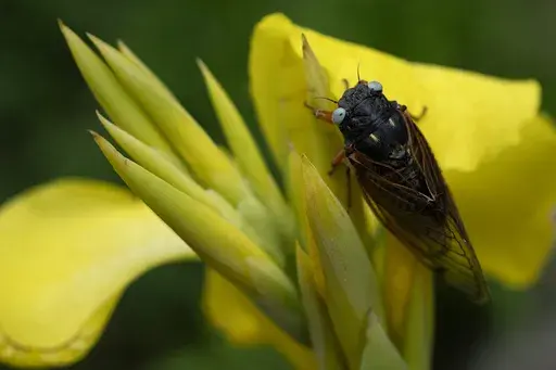 A blue-eyed cicada perches on a flower at the Morton Arboretum, Friday, May 24, 2024, in Lisle, Ill. (AP Photo/Erin Hooley)