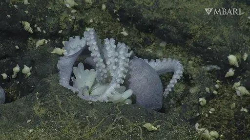 This 2022 image from video provided by MBARI shows a female pearl octopus (Muusoctopus robustus) brooding her eggs at the "octopus garden," near the Davidson Seamount off the California coast at a depth of approximately 3,200 meters (10,500 feet). Most octopuses lead solitary lives. So scientists were startled to find thousands of them huddled together, protecting their eggs at the bottom of the ocean. Research published Wednesday, Aug. 23, 2023, in Science Advance shows heat seeping up from the