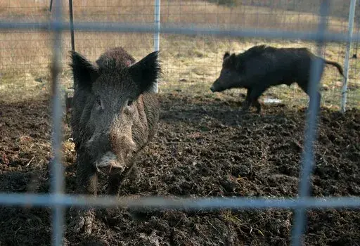 Two feral hogs are caught in a trap on a farm in rural Washington County, Mo., Jan. 27, 2019. Eight years into a U.S. program to control damage from feral pigs, the invasive animals are still a multibillion-dollar plague on farmers, wildlife and the environment. (David Carson/St. Louis Post-Dispatch via AP)