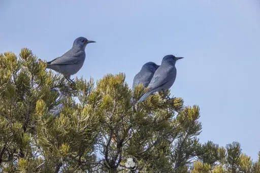 In this undated image provided by Christina M. Selby, three pinyon jays sit in a piñon tree in northern New Mexico. The environmental group Defenders of Wildlife announced Tuesday, April 26, 2022, that it is petitioning the U.S. Fish and Wildlife Service to protect the bird under the Endangered Species Act. (Christina M. Selby via AP)