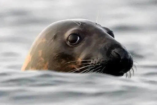 A gray seal swims in Casco Bay, off Portland, Maine, in this Sept. 15, 2020 file photo. Seal die-offs from the bird flu have been detected everywhere from New England to Chile. (AP Photo/Robert F. Bukaty, files)