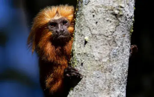 A golden lion tamarin sits in a tree in the Atlantic Forest region of Silva Jardim, Rio de Janeiro state, Brazil, Friday, July 8, 2022. A campaign to vaccinate these endangered monkeys in Brazil against yellow fever may help save them from extinction. (AP Photo/Bruna Prado)