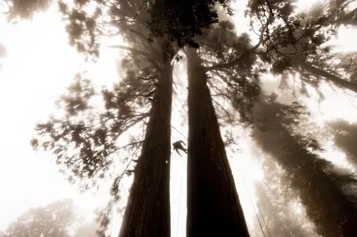 Climbing assistant Lawrence Schultz ascends the Three Sisters sequoia tree during an Archangel Ancient Tree Archive expedition to plant sequoia seedlings on Oct. 26, 2021, in Sequoia Crest, Calif. The Biden administration on Thursday, June 20, 2024 advanced its proposal to protect old growth trees that are increasingly threatened by insects, disease and wildfires as climate change worsens. (AP Photo/Noah Berger, File)