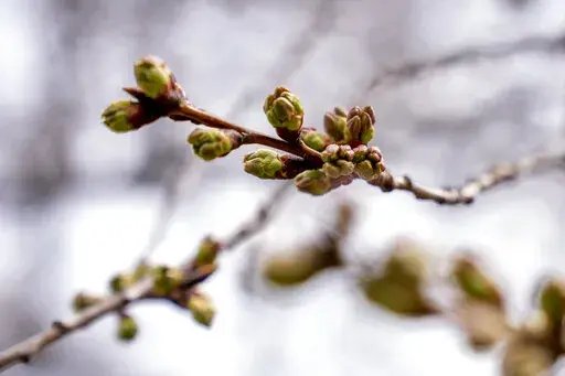Buds of cherry blossoms along the Tidal Basin in Washington, Thursday, March 10, 2022. (AP Photo/Andrew Harnik)