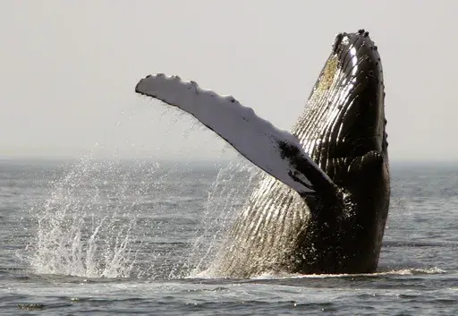 A humpback whale breaches on Stellwagen Bank about 25 miles east of Boston, on Aug. 22, 2005. Marine mammals that live in U.S. waters face major threats from the warming ocean temperatures, rising sea levels and decreasing sea ice volumes associated with climate change, according a new study. (AP Photo/Michael Dwyer, File)