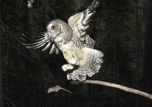 A northern spotted owl flies after an elusive mouse jumping off the end of a stick in the Deschutes National Forest near Camp Sherman, Ore., May 8, 2003. (AP Photo/Don Ryan, File)