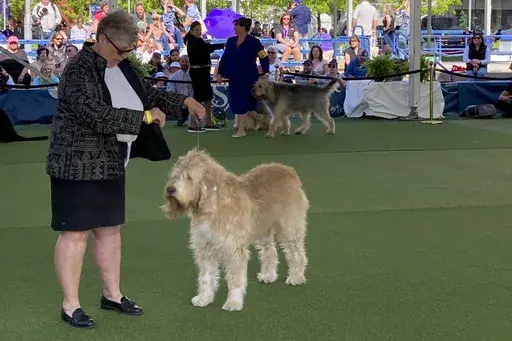CORRECTS SPELLING OF PHOTOGRAPHER'S LAST NAME TO PELTZ INSTEAD OF PELL - Owner-handler Debbie Develin shows Tips, an otterhound, in breed competition during the 147th Westminster Kennel Club Dog show, Monday, May 8, 2023, at the USTA Billie Jean King National Tennis Center in New York. (AP Photo/Jennifer Peltz)