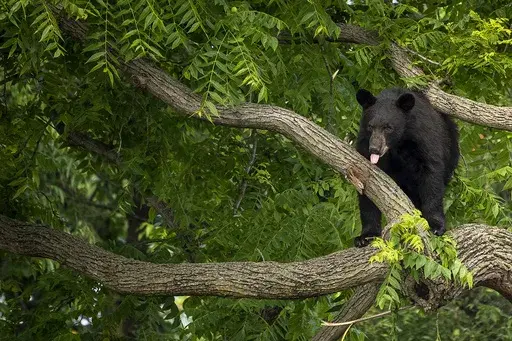 A black bear stays in a tree while police attempt to keep it in place until wildlife authorities can arrive on scene in the residential Brookland neighborhood in Northeast Washington, in Washington, Friday, June 9, 2023. The bear was tranquilized by the Humane Rescue Alliance and taken away in a cage by the Smithsonian's National Zoo. (AP Photo/Andrew Harnik)
