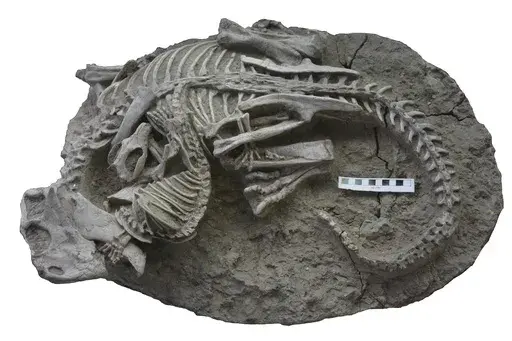 This image provided by the Canadian Museum of Nature shows entangled dinosaur and mammal skeletons. The scale bar equals 10 cm. The unusual fossil from China suggests some early mammals may have hunted down dinosaur meat for dinner. The fossil shows a badger-like creature chomping down on a beaky dinosaur three times its size. The research published on Tuesday, July 18, 2023, adds to growing evidence that even when dinosaurs ruled the Earth, some mammals were biting back. (Gang Han/Canadian Muse