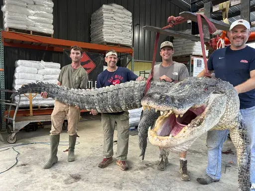 This photo provided by Red Antler Processing shows the alligator sport hunting team made up of, from left, Tanner White, tag-holder Donald Woods, Will Thomas and Joey Clark as they hoist, with the help of a forklift, the longest alligator officially harvested in Mississippi, Saturday, Aug. 26, 2023, at Red Antler Processing in Yazoo City, Miss. The male alligator weighed 802.5 pounds and measured 14 feet, 3 inches long, and its length broke the state record as the longest alligator ever caught, 