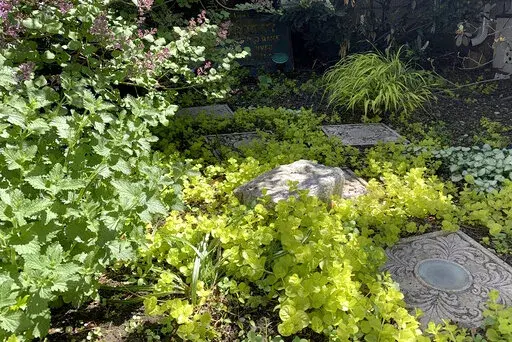 This image provided by Jessica Damiano shows the chartreuse foliage of Hakone grass and golden creeping Jenny brightening a partly shady garden on May 13, 2021, in Glen Head, N.Y. (Jessica Damiano via AP)