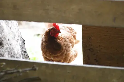 A chicken looks in the barn at Honey Brook Farm in Schuylkill Haven, Pa., on April 18, 2022. An outbreak of avian flu is forcing farmers to cull their flocks and leading to concerns about even higher food prices. While it doesn't pose much of a threat to humans, the outbreak is prompting a new wave of some of the same conspiracy theories that emerged from the COVID-19 pandemic. (Lindsey Shuey/Republican-Herald via AP, File)