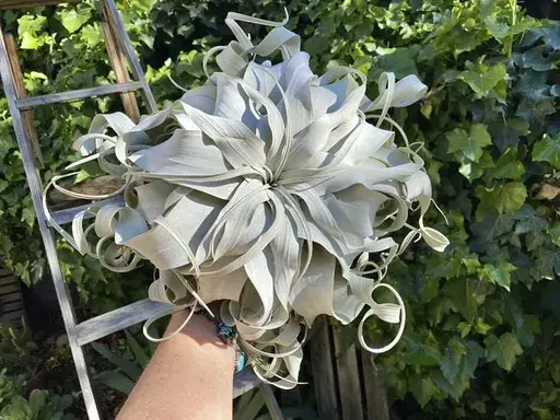 This image provided by Drift in Air Plants shows a Tillandsia xerographica air plant in Bakersfield, California. (Jennifer Tuttle/Drift in Air Plants via AP)