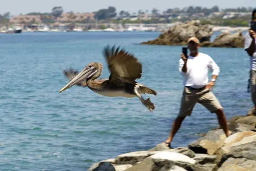 A Brown pelican flies into the wild at Corona Del Mar State Beach in Newport Beach, Calif., on Friday, June 17, 2022. The twelve Brown Pelicans were victims of the recent Southern California mass-stranding event. (AP Photo/Damian Dovarganes)