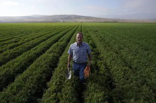 Jeff Huckaby, president and CEO of Grimmway, walks on a carrot field owned by the company, Thursday, Sept. 21, 2023, in New Cuyama, Calif. In the Cuyama Valley northwest of Los Angeles, two of the country's biggest carrot farmers filed a lawsuit in a bid to have their groundwater rights upheld by a judge. The move pushed hundreds of small farmers and cattle ranchers, local residents and even the tiny school district into court, and has prompted community outcry and a call for a carrot boycott. (