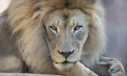 This undated photo released by The Sacramento Zoo shows its African lion Kamau. The African lion, who was a star attraction at California's Sacramento Zoo, has died at age 16, officials said. The zoo said Kamau was euthanized Saturday, June 17, 2023, a day after the big cat was pulled off an exhibit because of declining health due to his advanced age. (The Sacramento Zoo via AP)