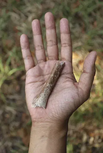This photo provided by Yousuke Kaifu shows an arm bone fragment excavated on the Indonesia island of Flores. New research suggests ancestors of an early human species nicknamed “hobbits” were even shorter. (Yousuke Kaifu via AP)
