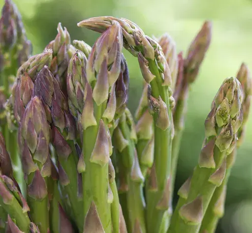 This image provided by Ball Horticultural Company shows stalks of "Jersey Knight" asparagus. (Ball Horticultural Company via AP)