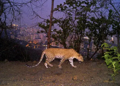 A leopard is seen walking across a ridge in Aarey colony near Sanjay Gandhi National Park overlooking Mumbai city, India, May, 12, 2018. Los Angeles and Mumbai, India are the world’s only megacities of 10 million-plus where large felines breed, hunt and maintain territory within urban boundaries. Long-term studies in both cities have examined how the big cats prowl through their urban jungles, and how people can best live alongside them. ( Nikit Surve, Wildlife Conservation Society – India/ 