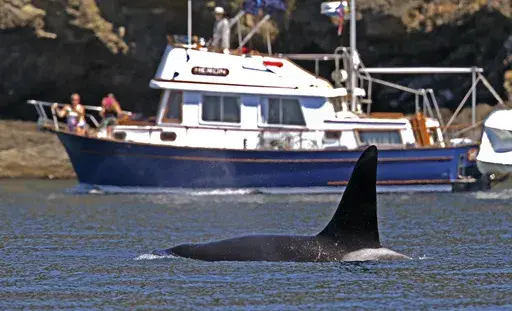 An orca swims past a recreational boat sailing just offshore in the Salish Sea in the San Juan Islands, Wash., July 31, 2015. The U.S. Coast Guard is embarking on one of its most unique missions yet in the Puget Sound: a pilot program to alert vessels of whale sightings. The program is an effort to keep the giant marine mammals safe from boat strikes and noise in the highly used inland waters of Washington state. (AP Photo/Elaine Thompson, File)