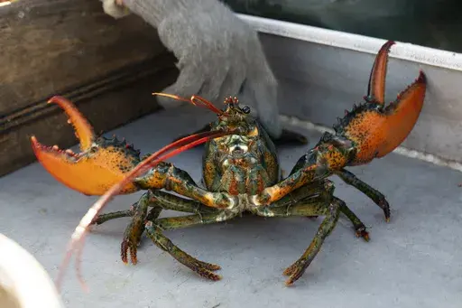 A lobster rears its claws after being caught off Spruce Head, Maine, Aug. 31, 2021. A group of Maine businesses and trade groups filed a lawsuit against a California aquarium Monday, March 13, 2023, for recommending seafood customers avoid buying lobster. (AP Photo/Robert F. Bukaty, File)