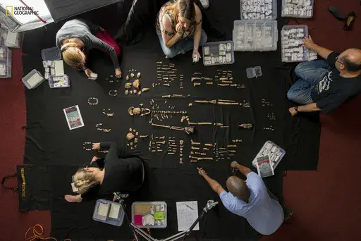 In this photo provided by National Geographic, researchers lay out fossils of Homo naledi at the University of the Witwatersrand's Evolutionary Studies Institute in Johannesburg, South Africa in 2014. The new species of human relative was discovered by a team led by National Geographic Explorer-in-Residence Lee Berger of the University of the Witwatersrand deep inside a cave located outside Johannesburg. In research released on Monday, June 5, 2023, scientists say they've found evidence that the