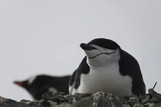 This image provided by Won Young Lee shows wild chinstrap penguins on King George Island, Antarctica. Researchers have discovered that some penguin parents sleep for only seconds at a time around-the-clock to protect their eggs and chicks. Sensors were attached to adult chinstrap penguins in Antarctica for the research. The results published Thursday, Nov. 30, 2023 show that during the breeding season, the penguins nod off thousands of times each day but only for about four seconds at a time. (W