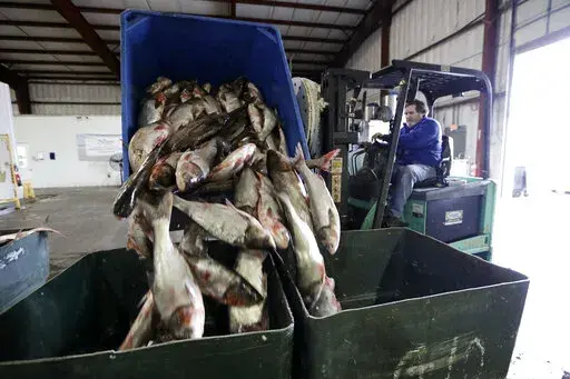 Asian carp are unloaded at Two Rivers Fisheries in Wickliffe, Ky., Feb. 11, 2020. The state of Illinois is unveiling a market-tested rebranding campaign to make the fish appealing to consumers. (AP Photo/Mark Humphrey, File)