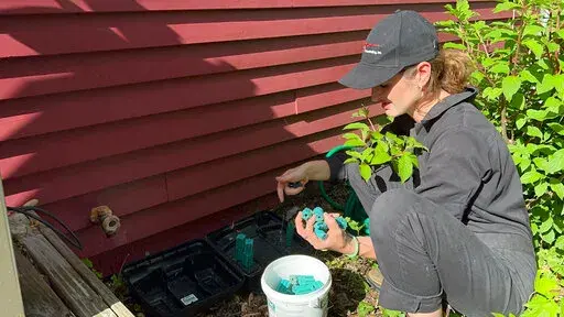 Ava Dickman, a technician with AAA Exterminating Inc., refills rodenticide in a bait station to exterminate mice and rats outside a home in Indianapolis, Monday, May 16, 2022. Scientists say climate change is likely contributing to a rodent boom that is making more work for pest control experts. (AP Photo/Casey Smith)
