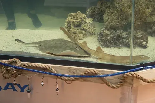 Charlotte, a round stingray, in an undated photo at the Aquarium and Shark Lab by Team ECCO in Hendersonville, N.C. The aquarium that said it had Charlotte, a pregnant stingray with no male companion, now says that the fish has a rare reproductive disease. The statement from the Aquarium and Shark Lab in Hendersonville on Thursday May 30, 2024, did not say what disease the stingray, Charlotte, has or comment on the status of her pregnancy. (Aquarium and Shark Lab by Team ECCO via AP)