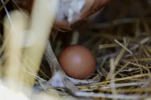 A hen stands next to an egg, Jan. 10, 2023, at a farm in Glenview, Ill. More than 1.3 million chickens are being slaughtered on an Ohio egg farm as the bird flu continues to take a toll on the industry. The outbreak that began in early 2022 has been much less severe this year as fewer cases of the virus are being found among the wild birds that spread it. (AP Photo/Erin Hooley, File)