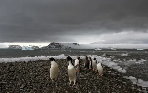 Penguins walk on the shore of Bahia Almirantazgo in Antarctica on Jan. 27, 2015. A new study released Tuesday, Aug. 8, 2023, concludes that Antarctica is already being and will continue to be affected by more frequent and severe extreme weather events, a known byproduct of human-caused climate change. (AP Photo/Natacha Pisarenko, File)